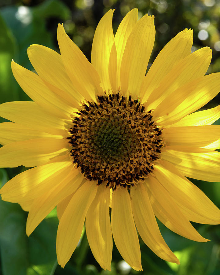 Yellow Balsamroot Wildflower Photograph by Catherine Avilez