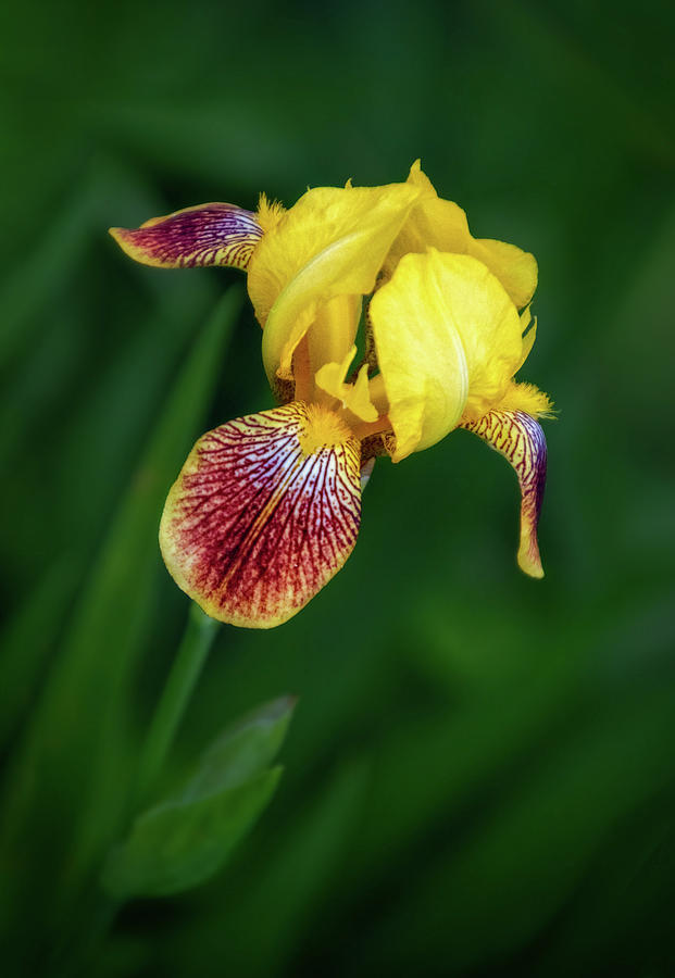 Yellow Bearded Iris Photograph by Carolyn Derstine