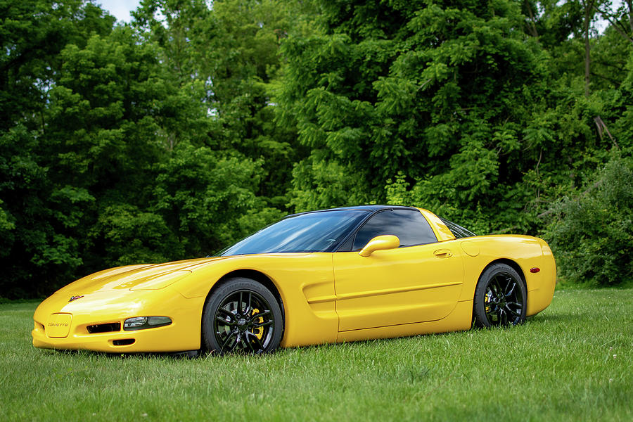 Yellow Beauty Photograph by Rose Guinther