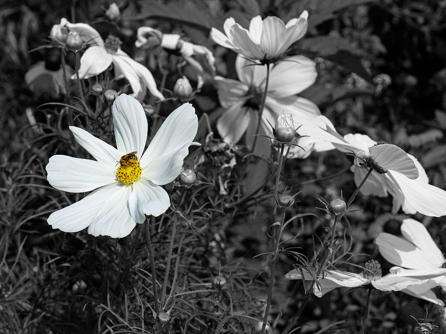 Yellow Bee_Black and White Flowers Photograph by Christine Ley
