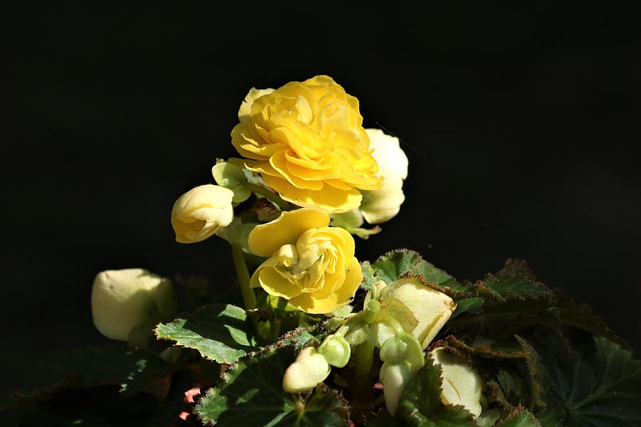 Yellow Begonias in the Spotlight Photograph by Sheila Brown