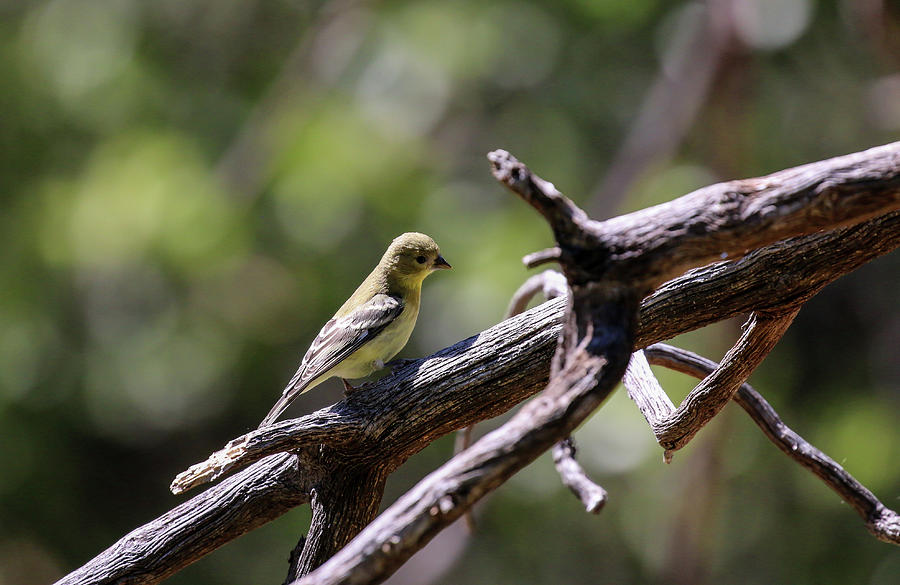 Yellow Bellied Flycatcher Photograph by Dawn Richards