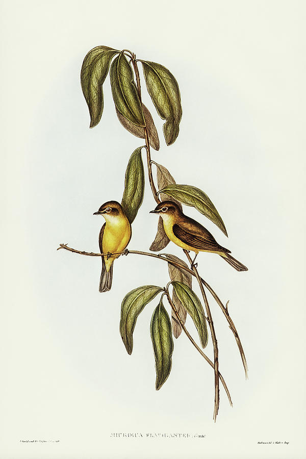 John Gould Drawing - Yellow-bellied flycatcher, Microeca flavigaster by John Gould