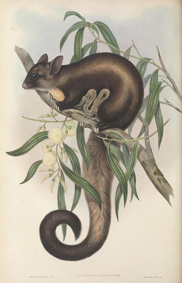 Yellow-bellied Glider, Belideus flaviventer Drawing by John Gould Yellow-bellied Glider, Belideus flaviventer Drawing by John Gould