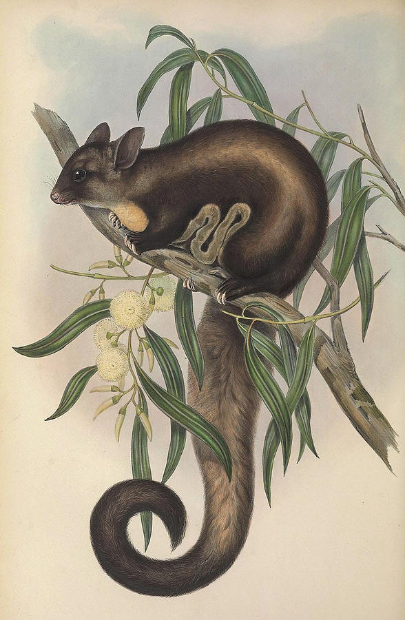 Yellow Bellied Glider Drawing by John Gould