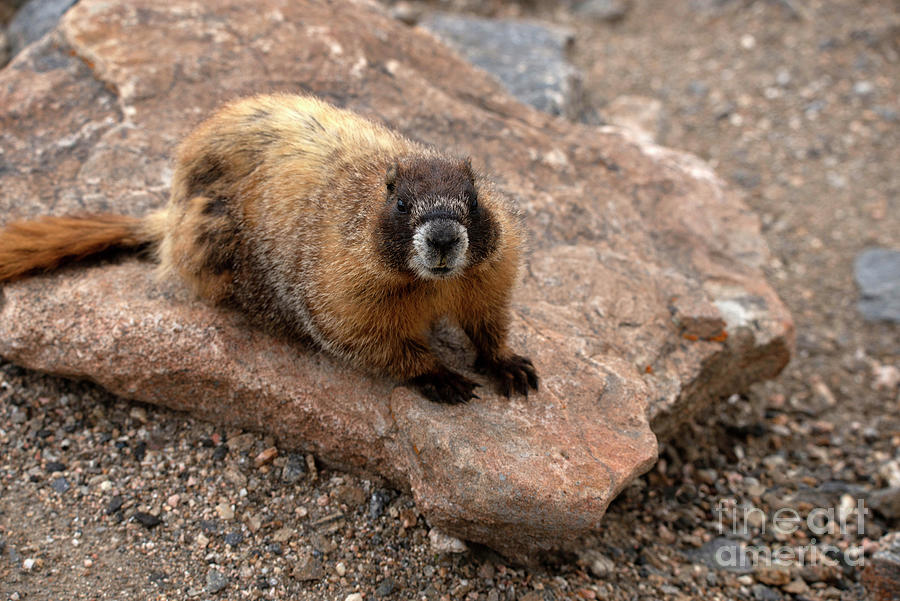 Yellow bellied golden marmot on a rock Photograph by Georgia Evans ...