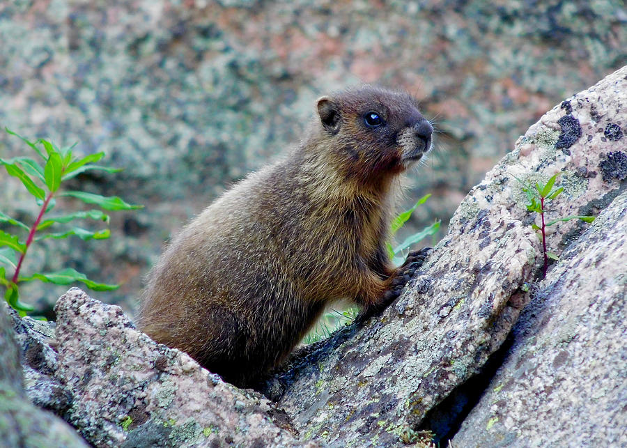 Yellow-bellied Marmot Photograph by Dan Miller
