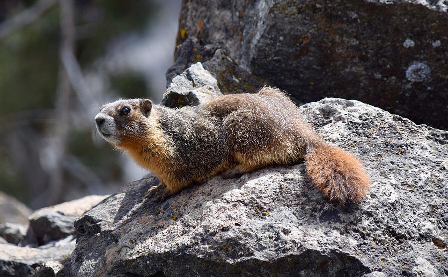 Yellow-bellied Marmot Photograph by Dana Hardy - Fine Art America