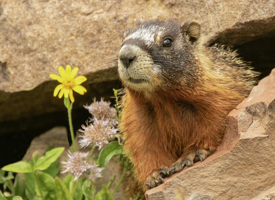 Yellow-Bellied Marmot Photograph by Kent Keller