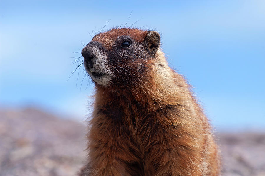 Yellow Bellied Marmot Photograph By Kirk Siegler - Fine Art America