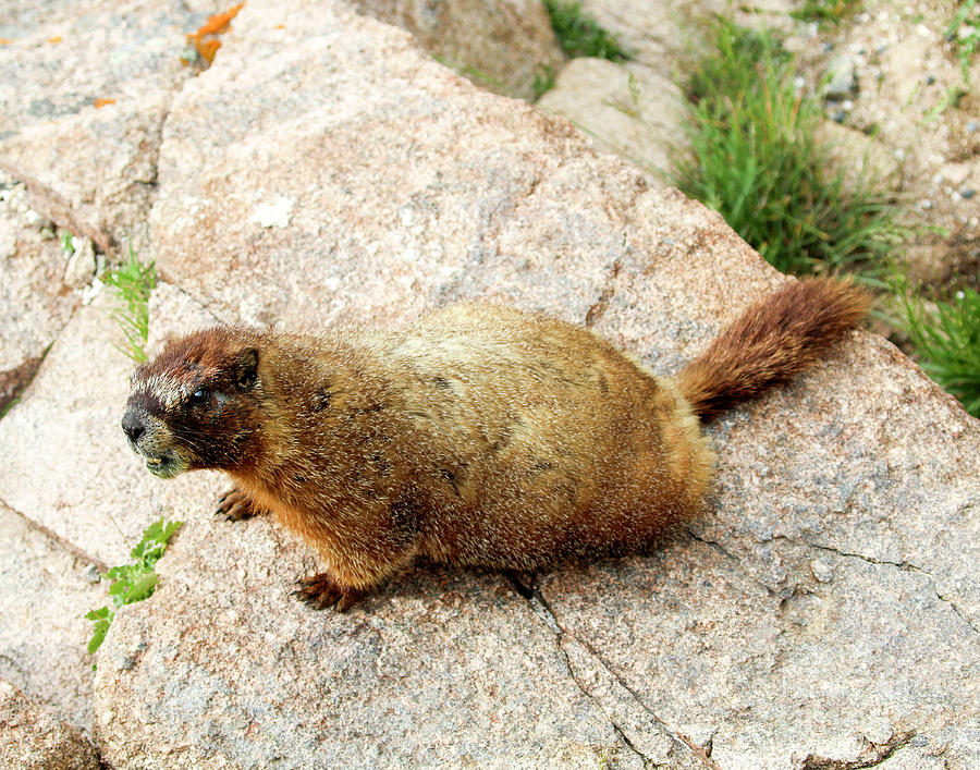 Yellow-bellied Marmot Photograph by Shirley Dutchkowski