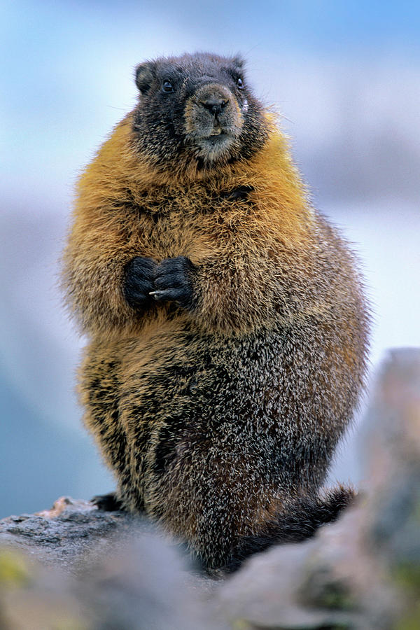 Yellow bellied marmot Photograph by Tim Fitzharris | Fine Art America