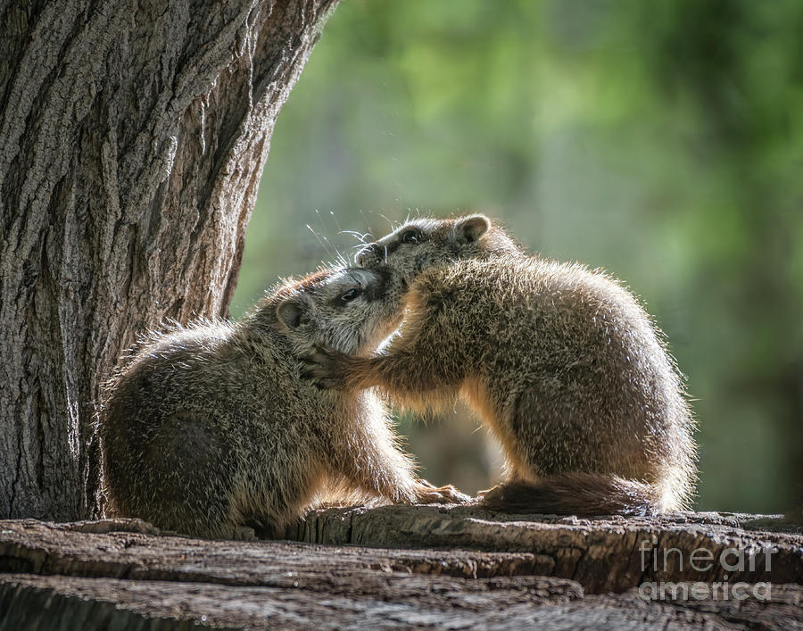 Yellow-bellied Marmots Photograph