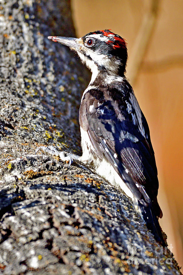 Yellow-bellied sapsucker Photograph by Amazing Action Photo Video