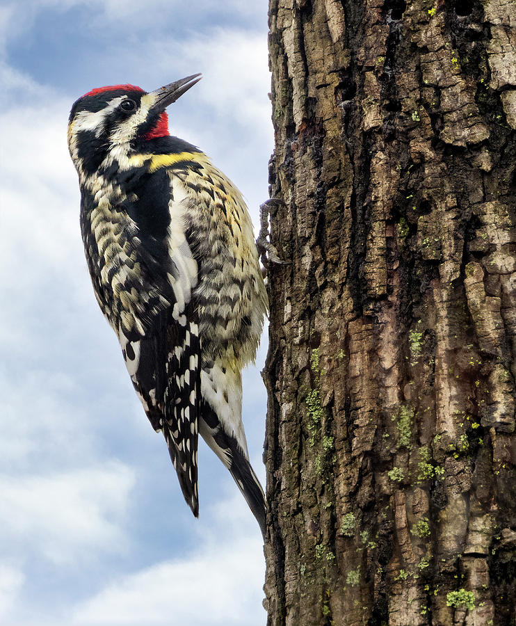 Woodpecker Photograph - Yellow Bellied Sapsucker by Art Cole
