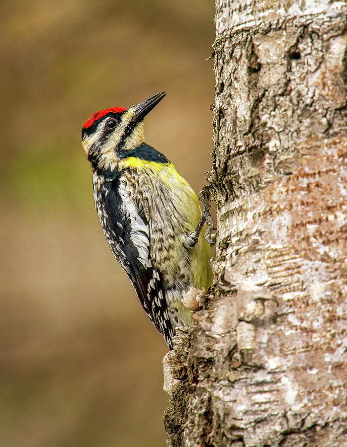 Yellow-bellied Sapsucker Photograph by Gerald DeBoer