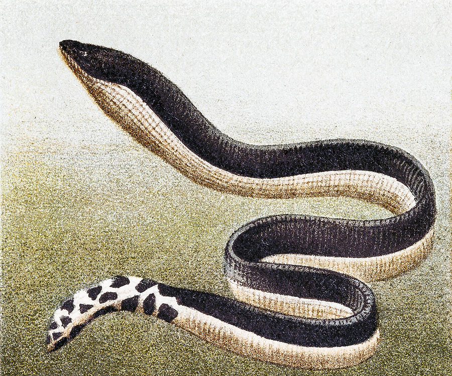 Yellow-bellied sea snake( Hydrophis platurus) Drawing by Nastasic