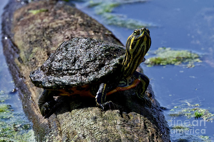 Yellow-bellied Slider Photograph