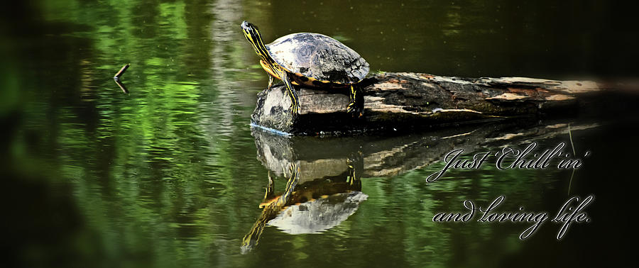 Yellow-bellied Slider Reflection 009 chillin Photograph by George Bostian