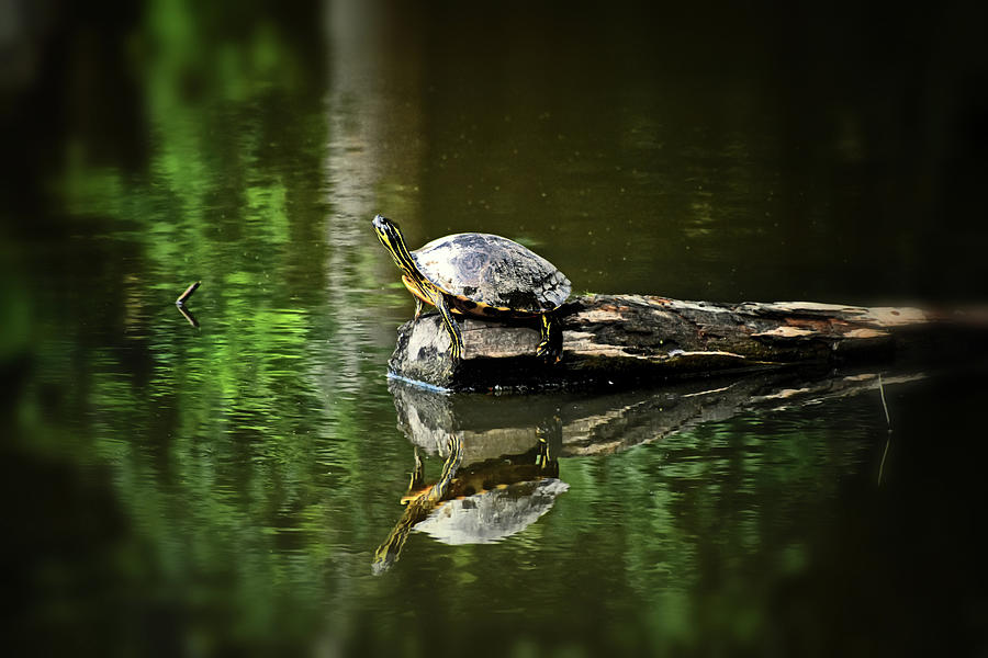 Yellow-bellied Slider Reflection 009 Photograph by George Bostian
