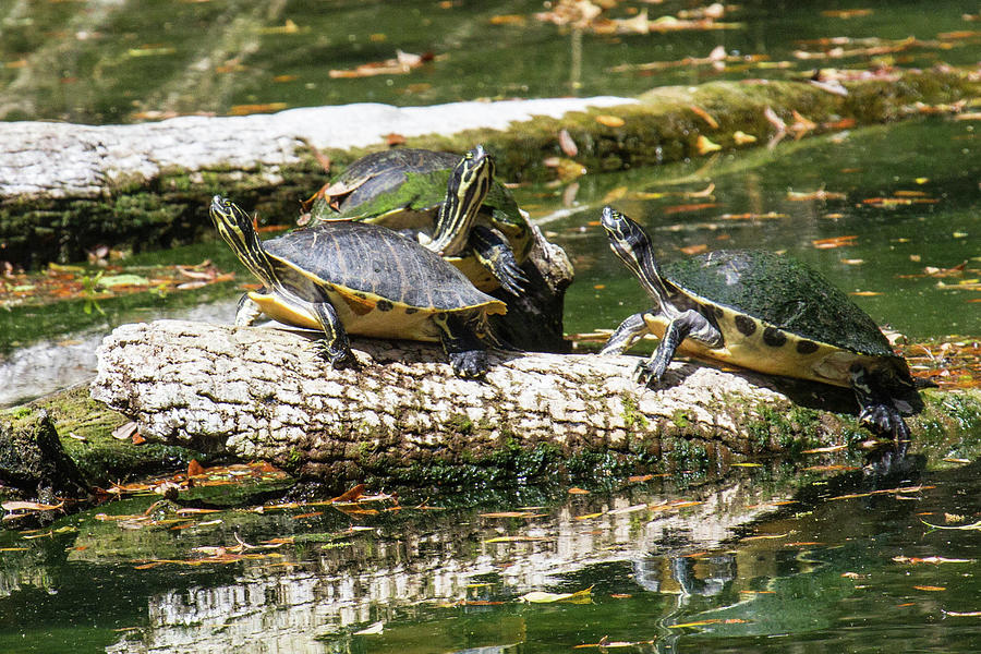 Yellow-bellied sliders Photograph by Lisa Heishman | Fine Art America