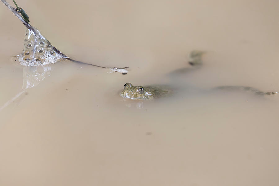 Yellow-bellied Toad Photograph