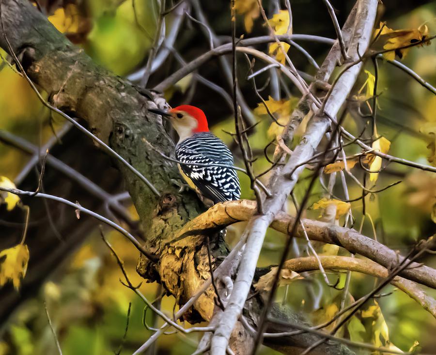 Yellow-bellied Woodpecker Photograph by Franklin Baker - Pixels