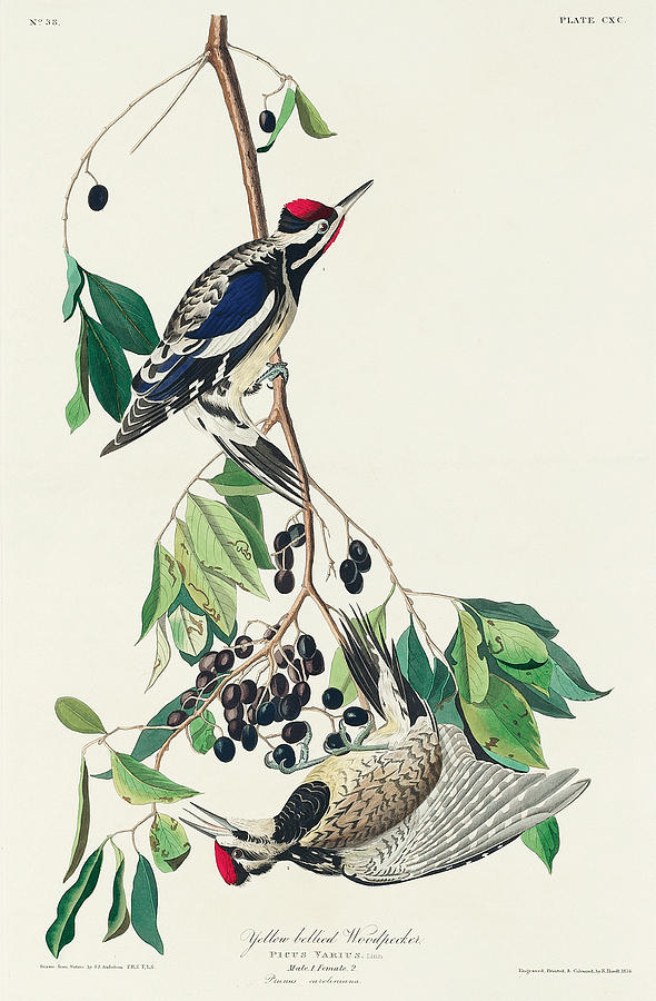 Yellow Bellied Woodpecker. John James Audubon Mixed Media by World Art Collective