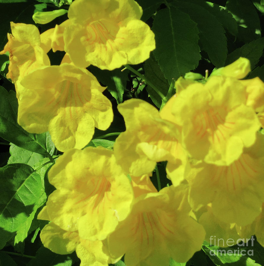 Yellow Bells 1 Photograph by Randall Weidner