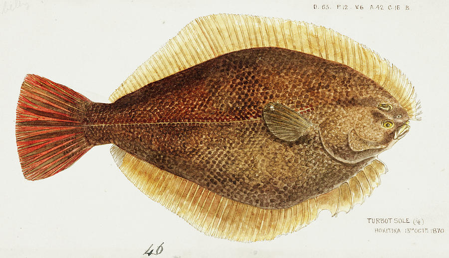 Yellow-belly flounder drawn by Fe. Clarke Painting by Celestial Images ...