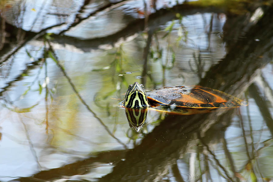 Yellow Belly Slider Digital Art By Jerry Dalrymple - Fine Art America