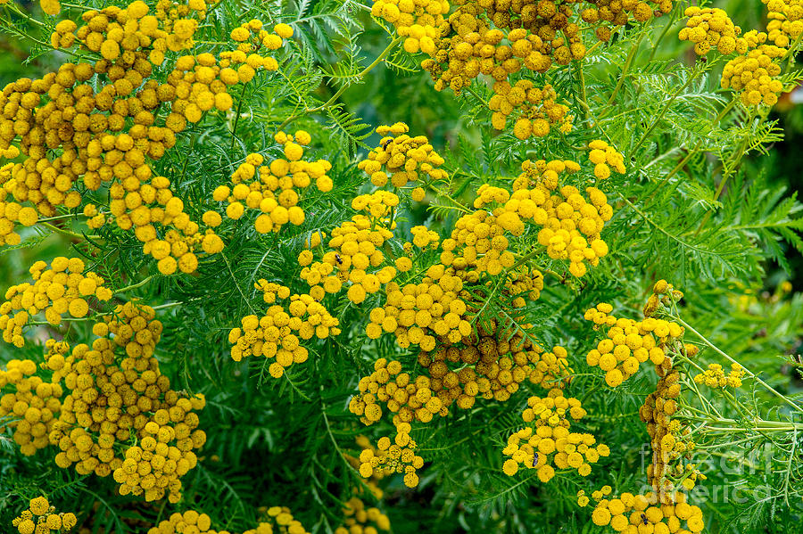 Flower Photograph - Yellow by Bernd Billmayer