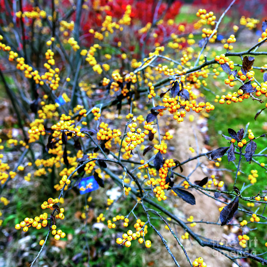 Yellow Berries at Rutgers Gardens Photograph by John Rizzuto Fine Art