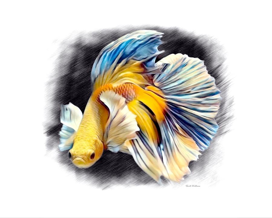 Yellow Betta Fish Color Sketch Portrait Digital Art by Scott Wallace  Digital Designs - Fine Art America