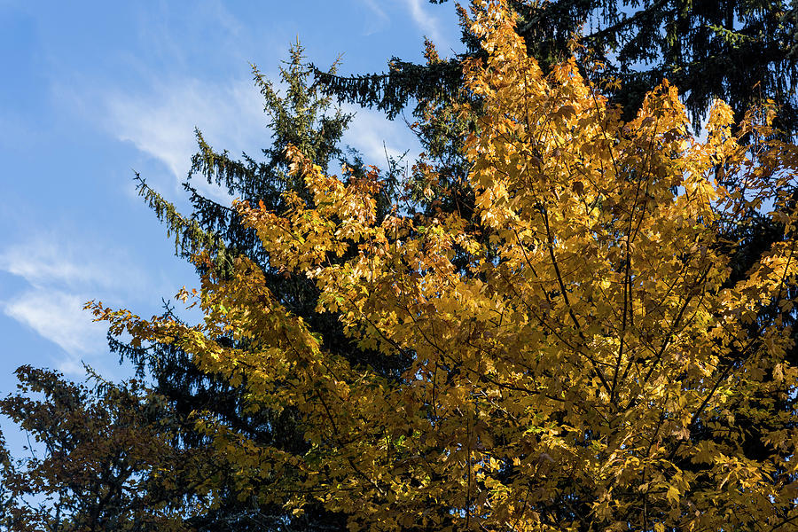 Yellow Bigleaf Maple Leaves by Robert Potts Yellow Bigleaf Maple Leaves by Robert Potts
