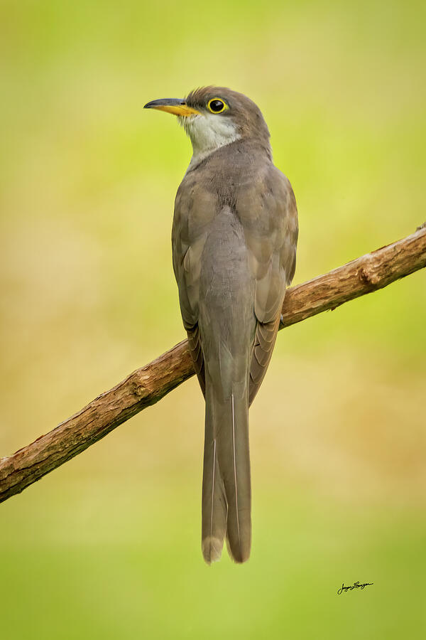 Yellow-billed Cuckoo Profile Photograph by Jurgen Lorenzen