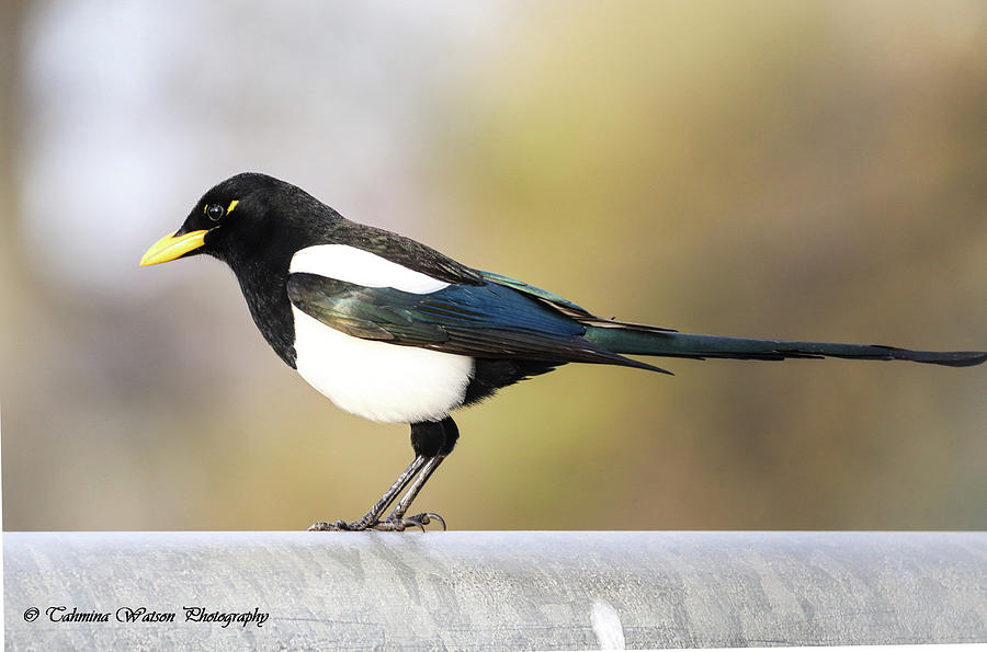 Yellow-billed magpie Photograph by Tahmina Watson