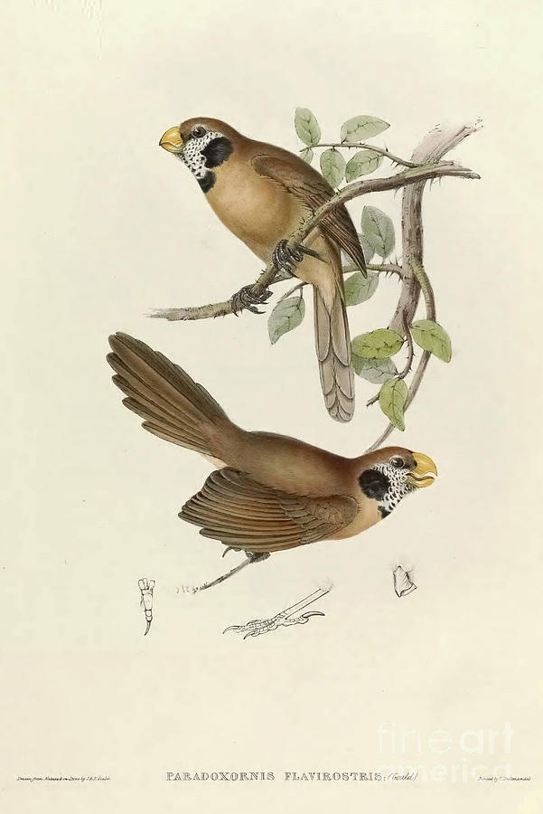 Yellow-billed Paradoxornis a1 Drawing by Historic Illustrations