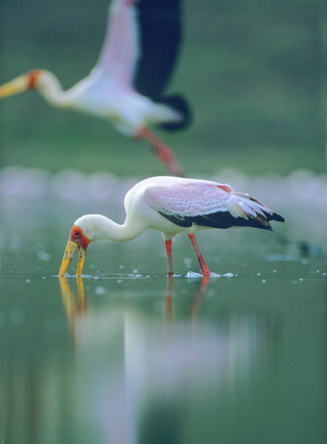 Stork Photograph - Yellow billed Stork Feeding, Kenya by Tim Fitzharris