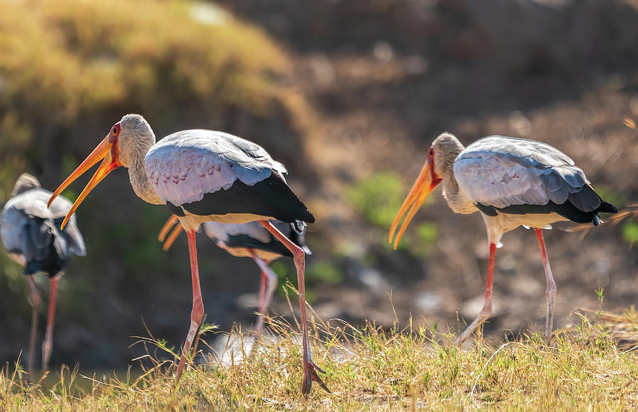 Yellow-billed Stork Flock in Zimbabwe Photograph by Betty Eich