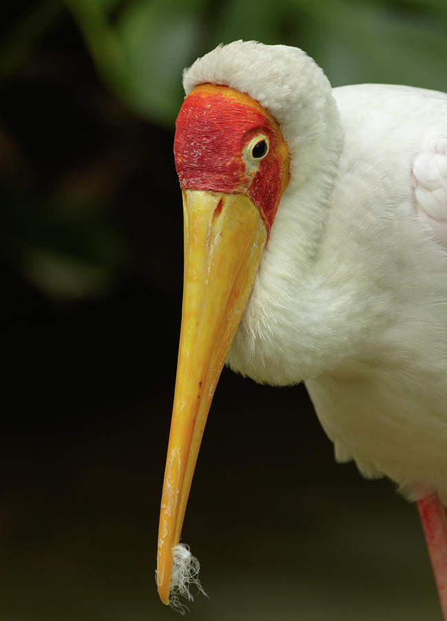 Stork Photograph - Yellow billed Stork by Tim Fitzharris