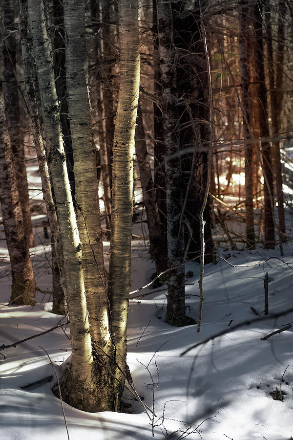 Yellow Birch In The Shadows Digital Art by Sue Capuano