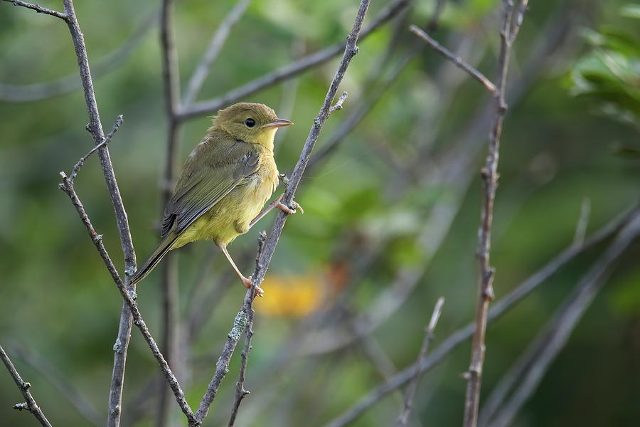 Yellow Bird Photograph by Brook Burling
