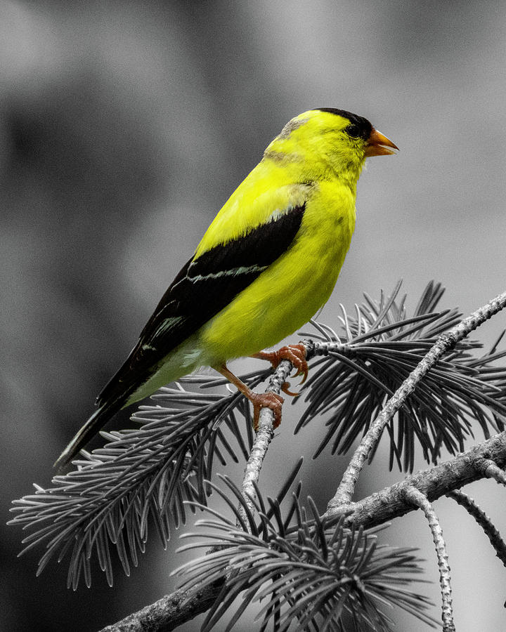 Yellow Bird Photograph by Cathy Kovarik