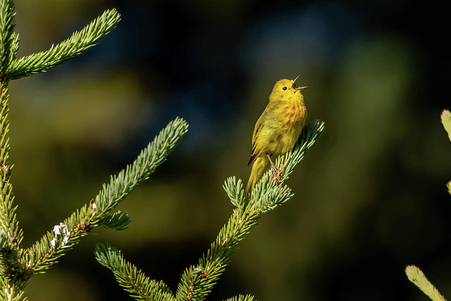 Yellow Bird Photograph by Dorothy Cunningham
