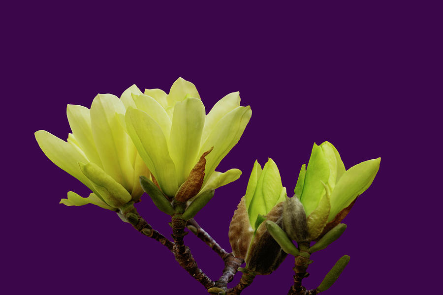 Yellow Bird Magnolia on Purple Photograph by Cate Franklyn