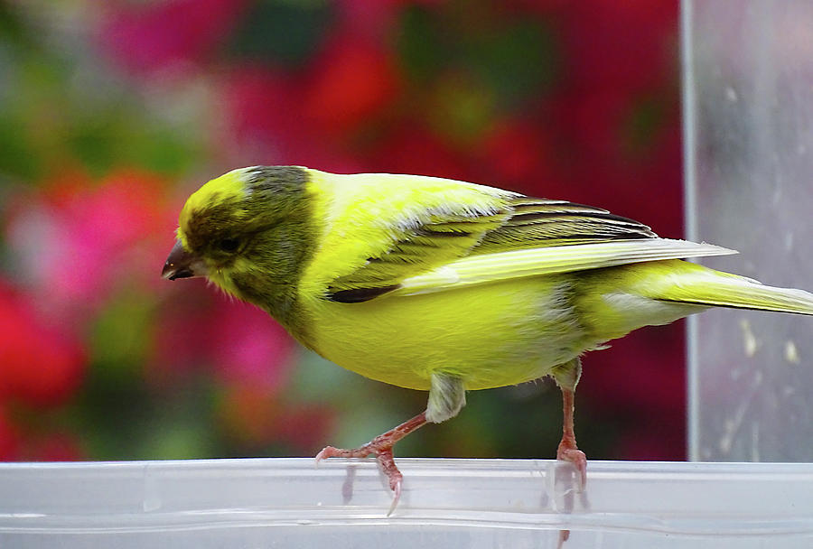 Yellow Bird Photograph by Nora Martinez