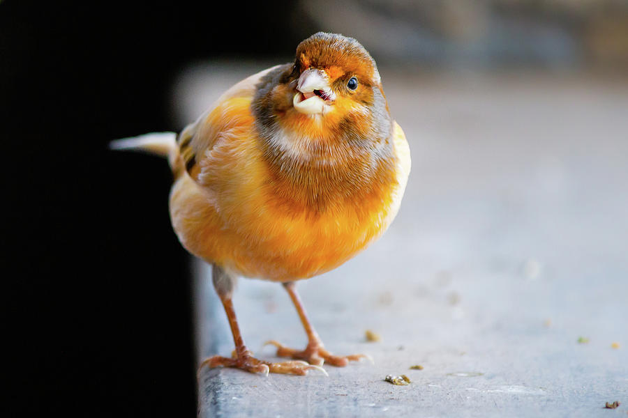 Yellow bird Photograph by SAURAVphoto Online Store