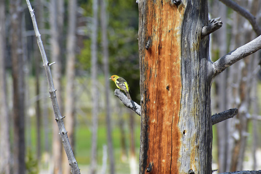 Yellow bird Yellowstone Photograph by Lora Haskell - Fine Art America