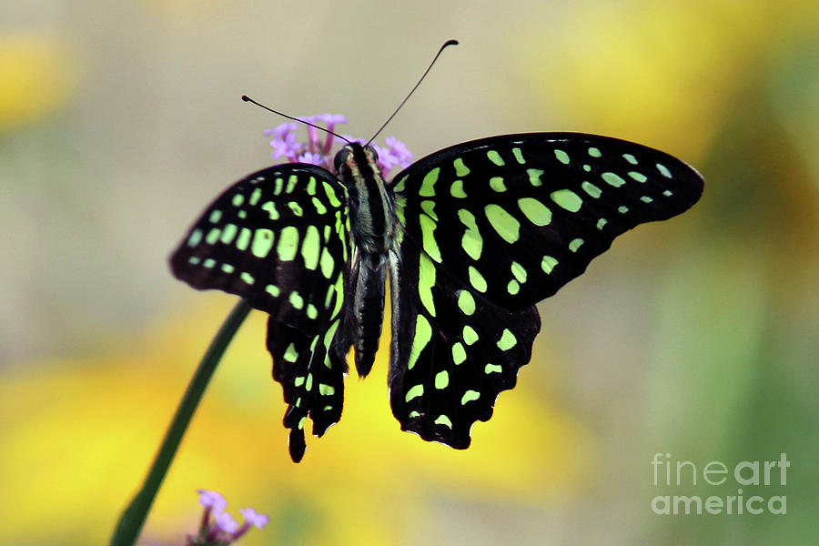 Yellow-Black Butterfly Photograph by C Todd Fuqua